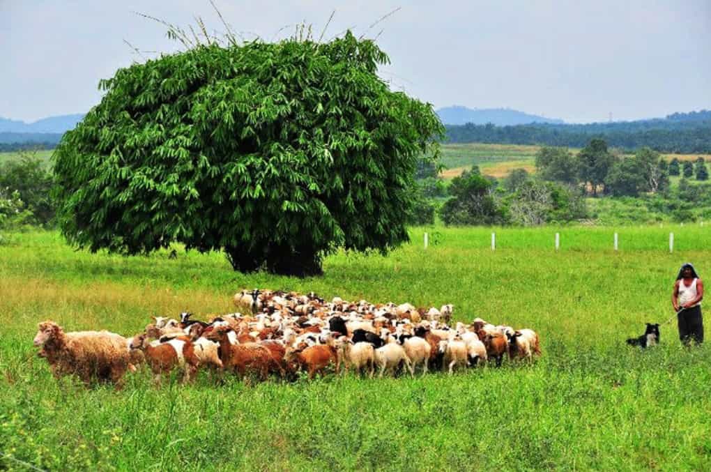 kluang uk farm